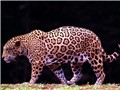 ��ѡ����