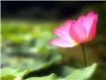�ɻ���ֽ��