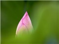 �ɻ���ֽ��