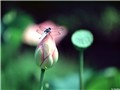 �ɻ���ֽ��
