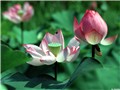 �ɻ���ֽ��