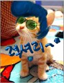 �ɰ�èè