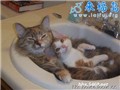 �ɰ�����