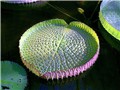 ���භ�ްٻ���