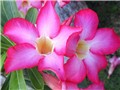���භ�ްٻ���