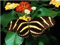 �ʵ�