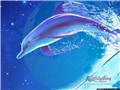 �ձ���ʦ������ͼƬ