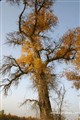 �й�����ʮ��ɭ��