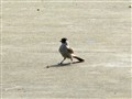 տ�����