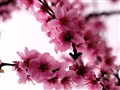 Ҳ���һ�������