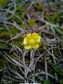casio a5406ca   ����
