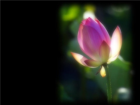 �ɻ���ֽ��