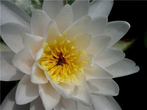 ���භ�ްٻ���