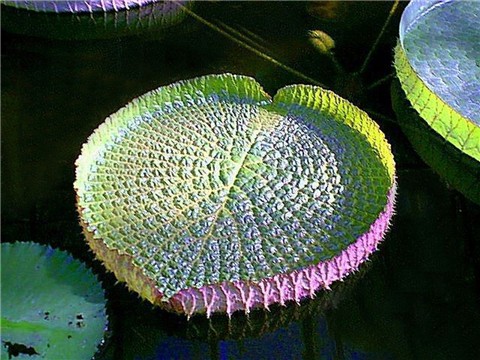 ���භ�ްٻ���