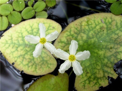 ���භ�ްٻ���