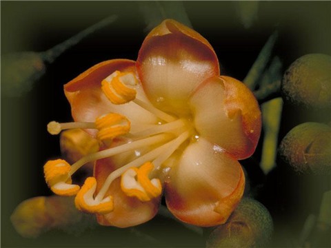 ���භ�ްٻ���