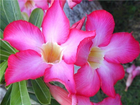 ���භ�ްٻ���