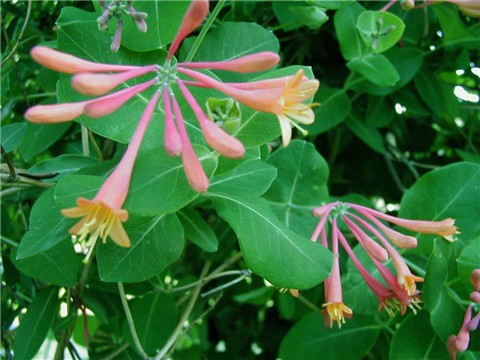 ���භ�ްٻ���