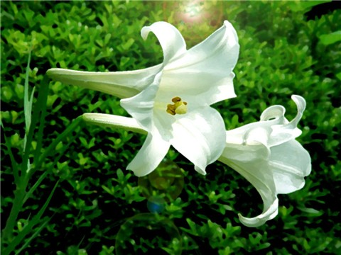 ���භ�ްٻ���