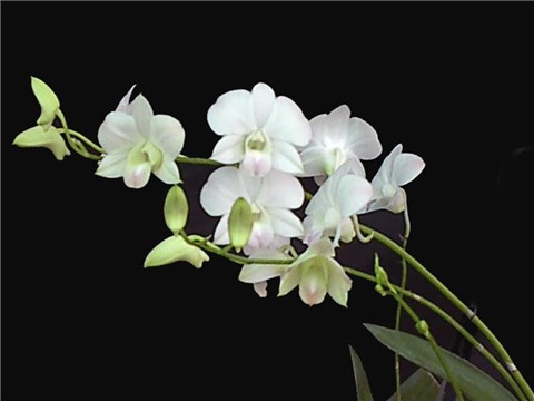 ���භ�ްٻ���