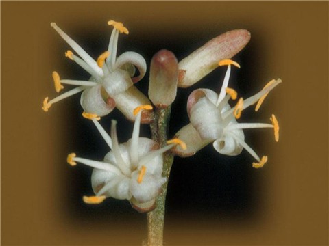 ���භ�ްٻ���