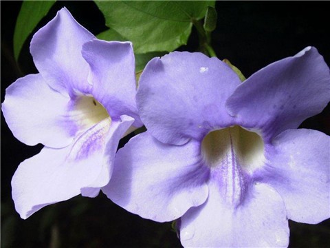 ���භ�ްٻ���