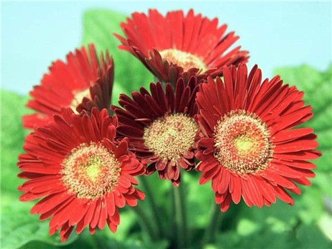 ���භ�ްٻ���