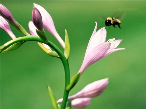 ǧ��ٹ�С����