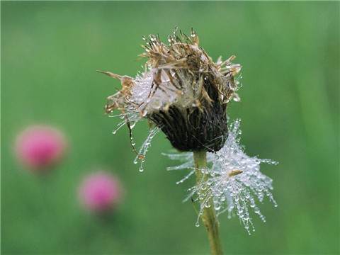 蒲公英(图片6)